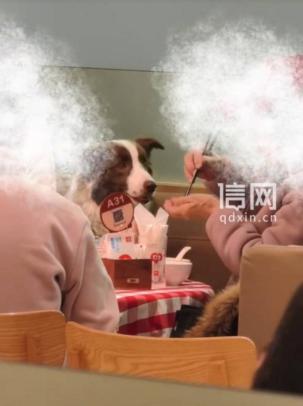 顾客在沈阳西贝门店就餐区喂狗 门店回应称以后不许带宠物进店
