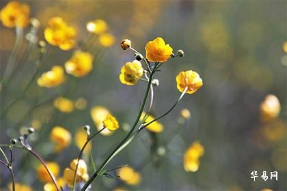 1955年属什么生肖,55年出生的今年多大了