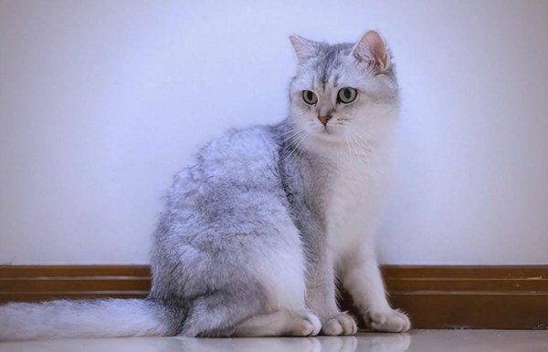 新手宠物主人的选择与护理指南