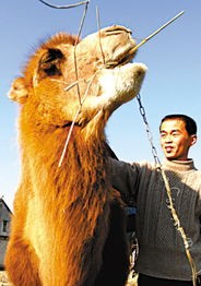 宠物骆驼：养护指南与饲养技巧？国内最受欢迎的宠物骆驼品种排行榜