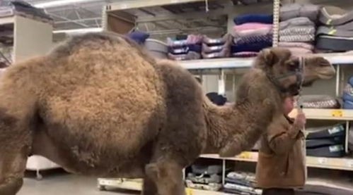 宠物骆驼：养护指南与饲养技巧？国内最受欢迎的宠物骆驼品种排行榜