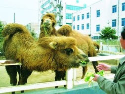 宠物骆驼：养护指南与饲养技巧？国内最受欢迎的宠物骆驼品种排行榜