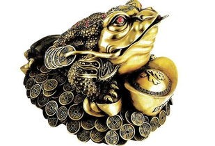 宠物金蟾养护指南？金蟾宠物店排行榜