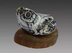 宠物金蟾养护指南？金蟾宠物店排行榜