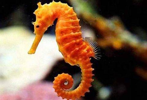 蛞蝓宠物：养殖、饲养、繁殖全攻略？初学者必看的蛞蝓宠物养护指南