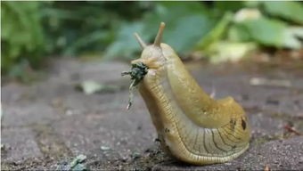 蛞蝓宠物：养殖、饲养、繁殖全攻略？初学者必看的蛞蝓宠物养护指南