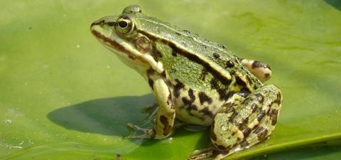 蛞蝓宠物：养殖、饲养、繁殖全攻略？初学者必看的蛞蝓宠物养护指南