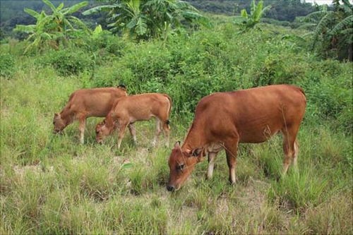 宠物牦牛：养护指南？初养者必看的宠物牦牛饲养技巧