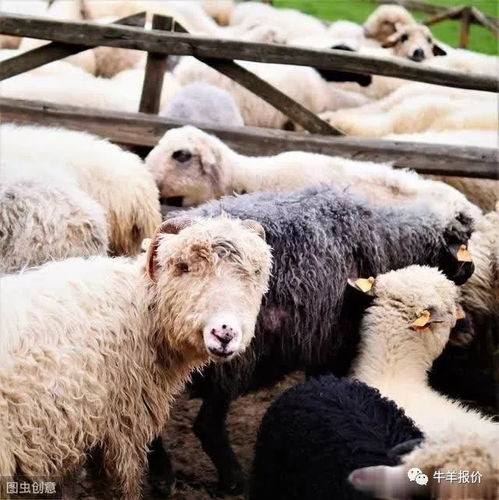 宠物牦牛：养护指南？初养者必看的宠物牦牛饲养技巧