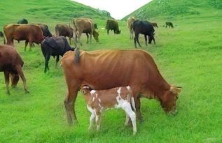 宠物牦牛：养护指南？初养者必看的宠物牦牛饲养技巧