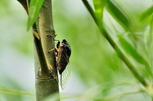 蝉宠物：如何养护你的蝉宠物？蝉宠物养护指南