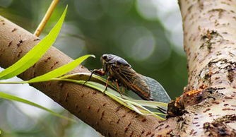 蝉宠物：如何养护你的蝉宠物？蝉宠物养护指南