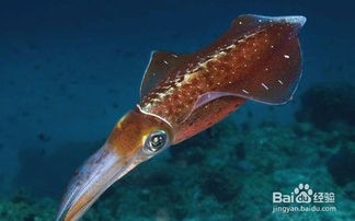 宠物乌贼：小巧可爱的海洋宠物？养护指南和适合初学者的品种推荐