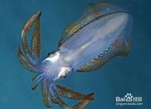 宠物乌贼：小巧可爱的海洋宠物？养护指南和适合初学者的品种推荐