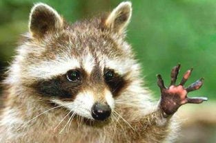 小浣熊宠物：如何养护和训练？小浣熊宠物养护指南