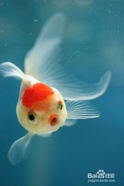 金鱼红虫高效喂法,宠物养护指南