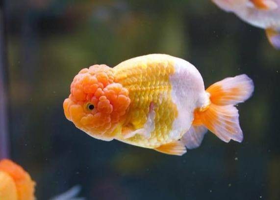 金鱼红虫高效喂法,宠物养护指南