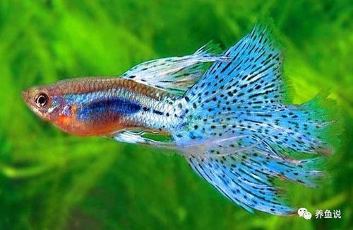 “孔雀鱼过水技巧,宠物养护指南”