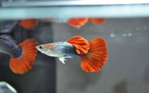 “孔雀鱼过水技巧,宠物养护指南”