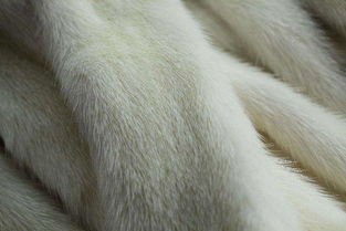 水貂宠物：如何养护和训练？水貂宠物养护指南