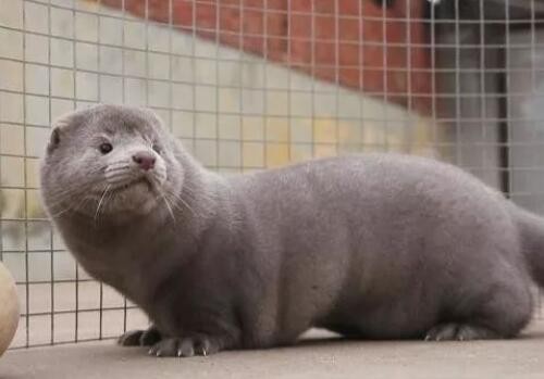 水貂宠物：如何养护和训练？水貂宠物养护指南