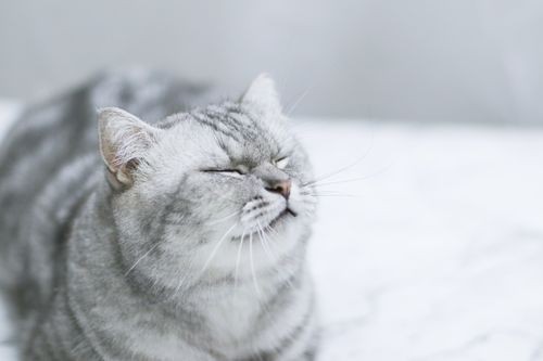 水貂宠物：如何养护和训练？水貂宠物养护指南