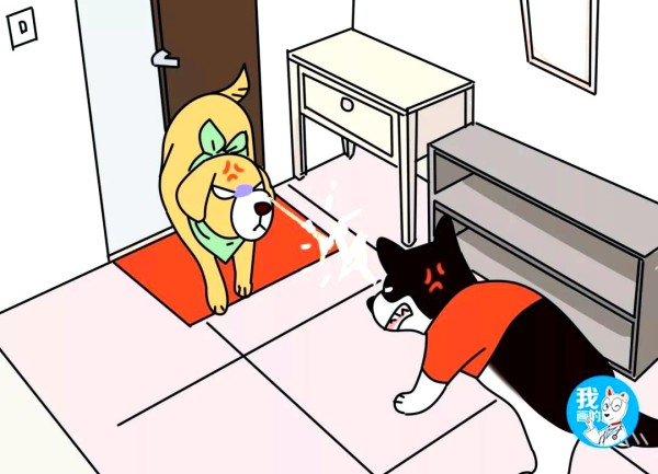 养宠物需注意的三大条件与建议策略