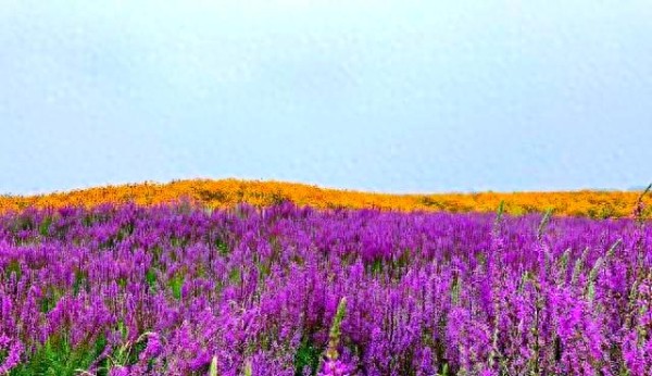 幸福日常生活指南：三餐、政策与心灵的和谐