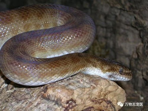 蟒蛇宠物：养殖、喂养、饲养技巧？初次养蟒蛇必看的养护指南