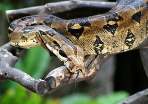 蟒蛇宠物：养殖、喂养、饲养技巧？初次养蟒蛇必看的养护指南