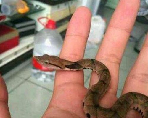 蟒蛇宠物：养殖、喂养、饲养技巧？初次养蟒蛇必看的养护指南