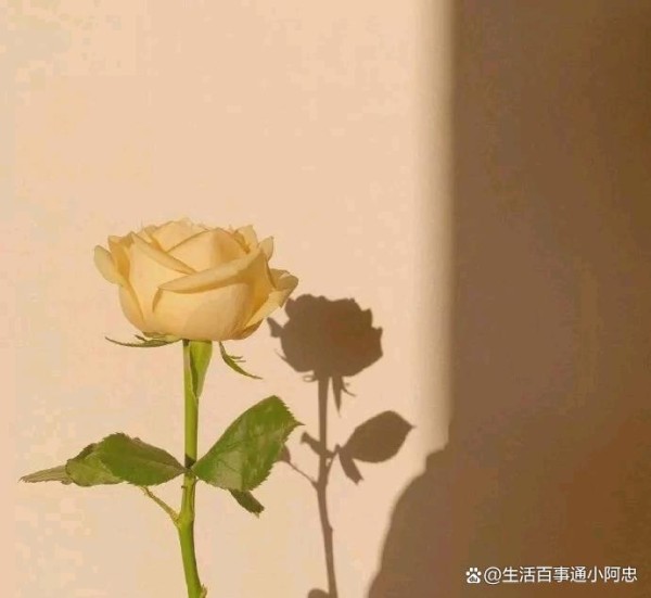 文本情感故事(精选20篇)