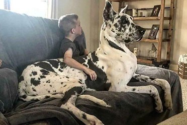 超级加倍的毛茸茸太治愈了！国外网友分享超巨大狗子