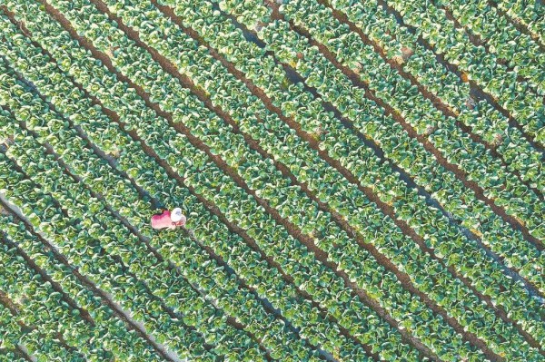 从三群人，看福建农民如何念好“致富经”