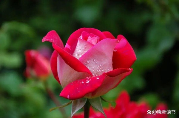 12句经典励志正能量句子，字字生辉，句句惊艳，能量满满！