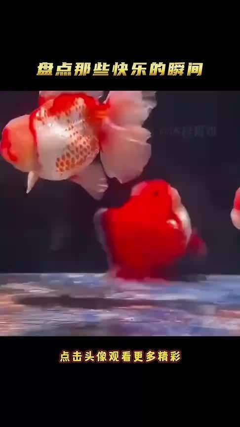 盘点那些快乐的瞬间，看一次笑一次，快乐就是这么简单