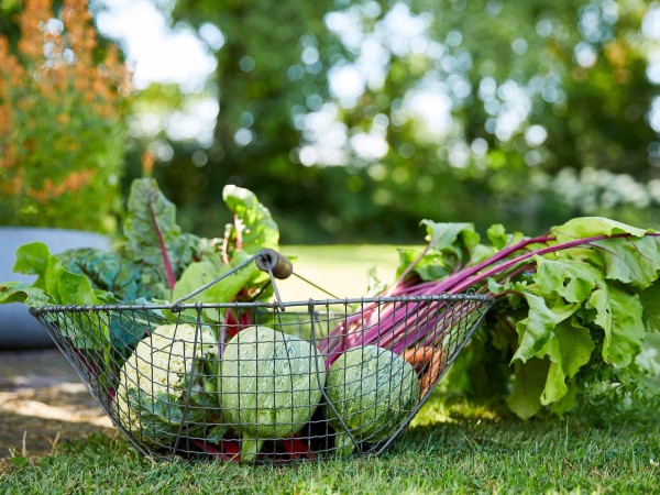 给园艺新手的实用技巧指南：从你的第一个花盆到你一直梦想的花园