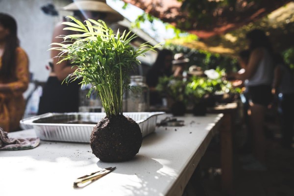 Consejos básicos para jardineros principiantes