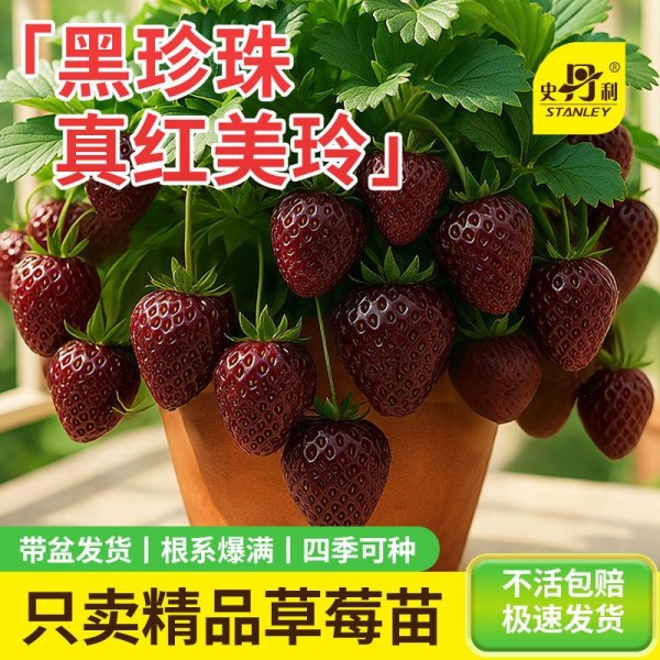 家庭园艺小白如何逆袭成种植高手？这份从新手到高手的种植秘籍大公开，掌握全攻略开启园艺种植新体验