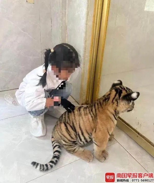 ▲女童在与小老虎互动。