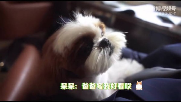 呆呆刚洗完澡毛毛看起来真的很好摸的样子