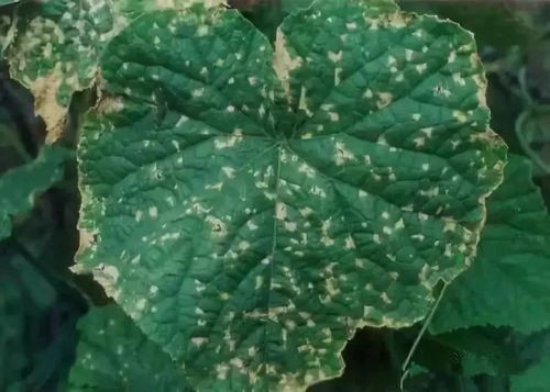 马蹄有哪些病害如何防治，马蹄的常见病