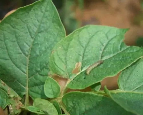 马蹄有哪些病害如何防治，马蹄的常见病