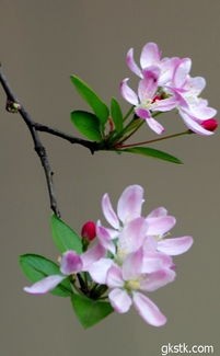 海棠有哪些如何防治，海棠的常见病