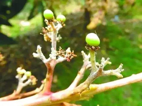 海棠有哪些如何防治，海棠的常见病