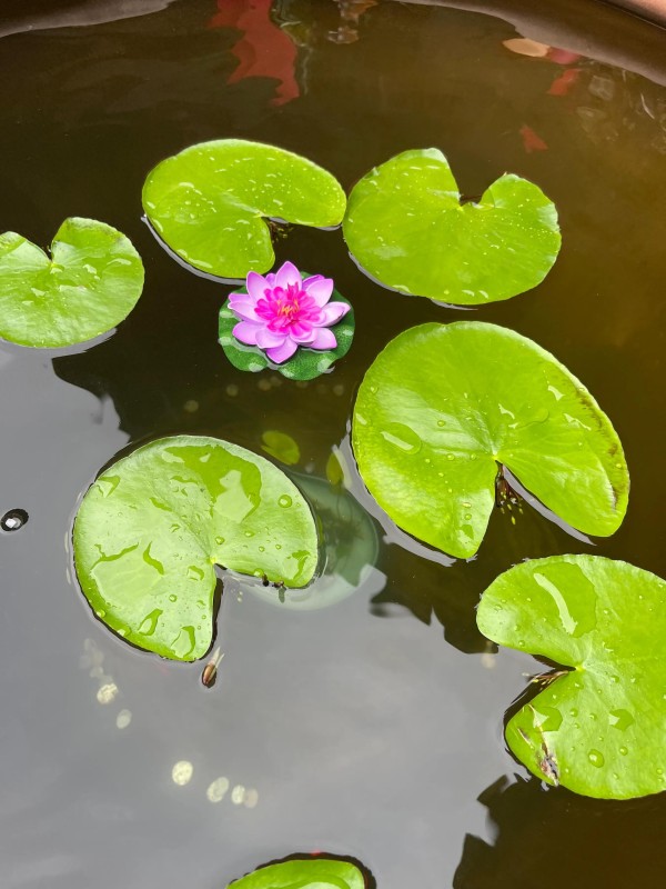 蓝光：普通人的精神享受