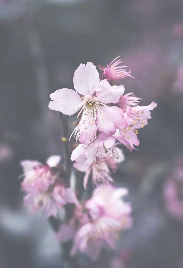 娱乐圈焦点人物的情感与事业动态