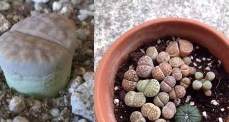 生石花播种的最佳时机是什么时候？播种后如何管理？