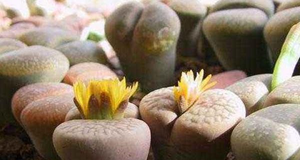 生石花播种的最佳时机是什么时候？播种后如何管理？