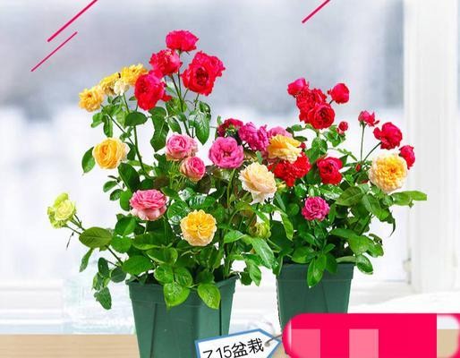 玫瑰花可以盆栽吗？盆栽玫瑰花的养护技巧是什么？